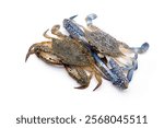 Two crabs ready for cooking. Male and female Blue swimming crab - Portunus armatus isolated on white background.