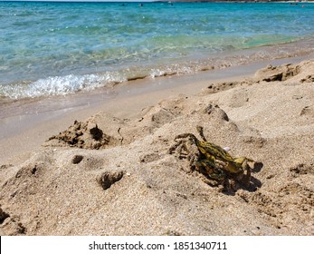 Two Crabs Are Walking On A Sandy Beach In The Sea. The Crab Is Holding A Crab. Two Crabs In The Breeding Season.