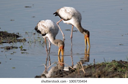 Two Cranes Fishing Puddle Stock Photo 1005735454 | Shutterstock