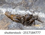 Two crayfish on a rocky surface, showcasing their claws and antennae. The background features a natural stone texture, highlighting the aquatic habitat.