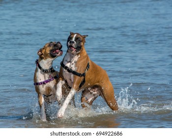 Two Crazy Boxers at the Beach