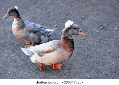 Two Crested Ducks Standing and Interacting on a Sandy Ground Surface