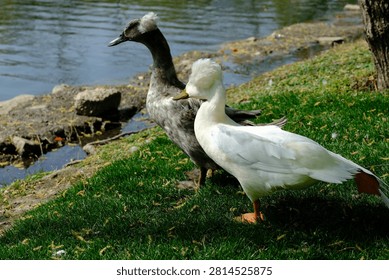 Two crested ducks standing on green grass by a lakeshore, one white and one dark gray, in bright daylight near calm water and rocks.