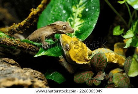 Two crested geckos before  funny game or battle.