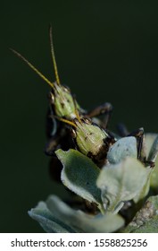 Two crickets mating in the forest 