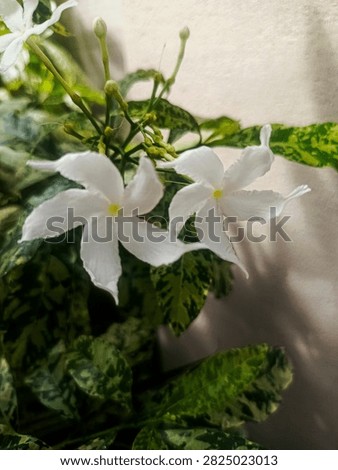 Two crisp, fully bloomed white Chandni flowers stretch outward with unopened buds trailing behind, their sharp detail and variegated leaf backdrop set against a warm-toned plain wall.