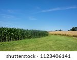 Two crops growing next to each other,corn and wheat ripen under blue skies in northern Indiana.