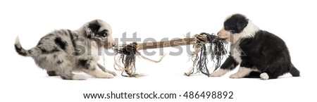 Two crossbreed puppies playing with a rope isolated on white 