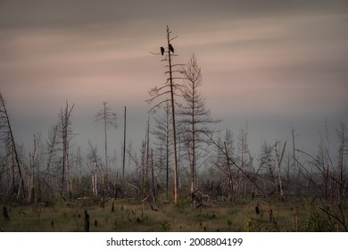 The Two Crow Swamp Guards Sat On A Crooked, Dry Birch Tree And Were In No Hurry. Life In The Swamp Is Unhurried.