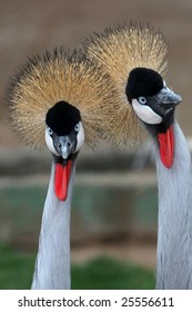 Two crowned crane birds with golden crowns and blue eyes