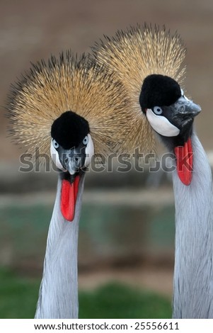 Two crowned crane birds with golden crowns and blue eyes