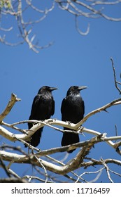 Two Crows.