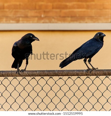 Two Crows Bird on metal mesh fence, looking menacing directly at viewer