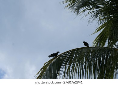 Two crows (Corvus) perch on the fronds of a palm tree, silhouetted against a bright, overcast sky. These intelligent birds are enjoying the tropical atmosphere.