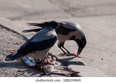 Two crows decided to eat carrion, we wish them a pleasant meal.