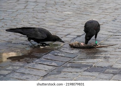 Two Crows Eating  A Dead Rat On A Street In Paris