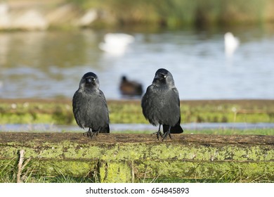 Two crows (Eurasian Jackdaw) sitting next to each other.