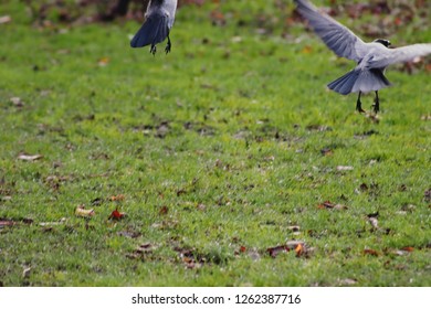 Two Crows Flying Away In A Park. Scared. Survival Instinct.