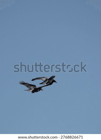 Two crows flying in formation against a clear blue sky, one carrying a crab apple in its beak, capturing natural foraging behavior in mid-flight with minimal composition and open space for text.