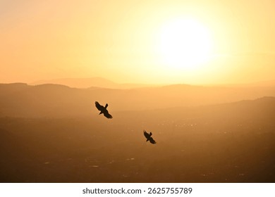 Two crows flying over Arther's Seat during sunset