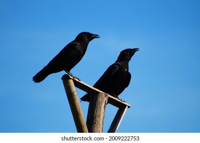 Two Crows In Heat Stress Observe The Area On A Raptor Perch 