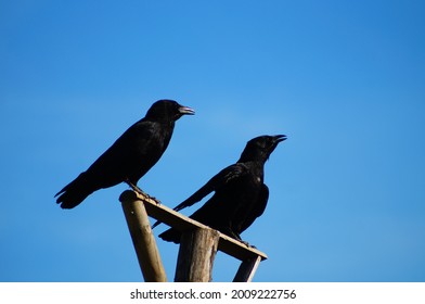 Two Crows In Heat Stress Observe The Area On A Raptor Perch 