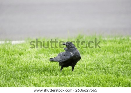 Two crows interacting on a road in Banff National Park, Canada, with green grass in the background