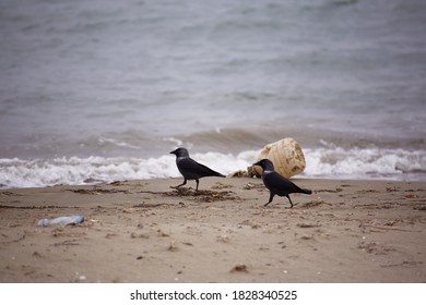 Two crows are looking for food in a polluted beach full of plastic waste - Shutterstock ID 1828340525