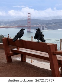 Two crows on a bench with a view of the Golden Gate Bridge