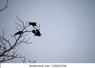 Two crows on fighting on the tree.