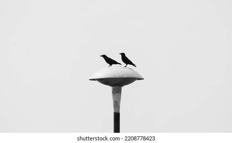 Two Crows On A Lamppost