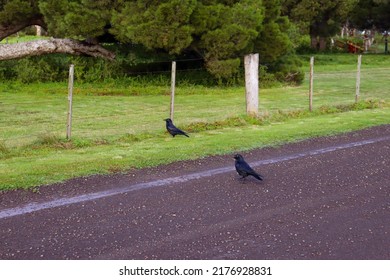 Two Crows On Rural Road