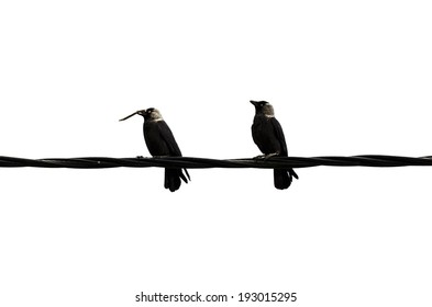 Two Crows On Wires Isolated Stock Photo 193015295 | Shutterstock