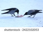 Two crows pecking at food in the snow