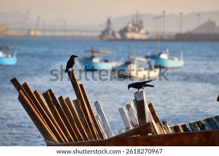 Two crows perched on an old wooden boat at the harbor in Safaga, Egypt. Fishing boats and navy ship visible in the Red Sea background during sunset.