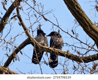 Two crows perched together on bare branch, close proximity and mirrored poses suggest social interaction,