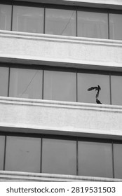 Two crows perching on a ledge