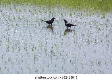 Two crows in a rice paddock in Japan