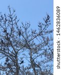 Two crows sitting in a barren pine tree looking right