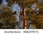 two crows sitting on a pine tree
