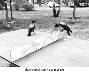 Two Crows Are Sitting On The Table Of Tennis. Monochrome Photo