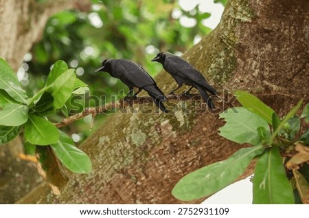 Two crows are sitting synchronously on a tree branch