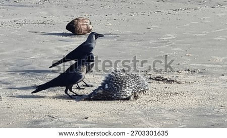Two crows stand on a sandy beach in front of dead blowfish, with a coconut visible in the background. The birds are likely searching for food along the coastline. 