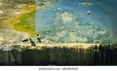 Two Crows Standing by Polluted and Stagnant Algae-Covered Water