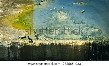 Two Crows Standing by Polluted and Stagnant Algae-Covered Water