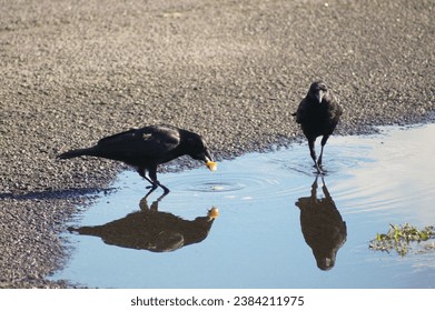 Two crows standing and feeding in a puddle
