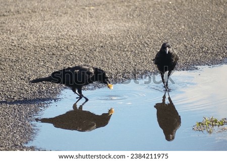 Two crows standing and feeding in a puddle