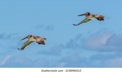 Two Cuban Pelicans In Flight In Caribbean