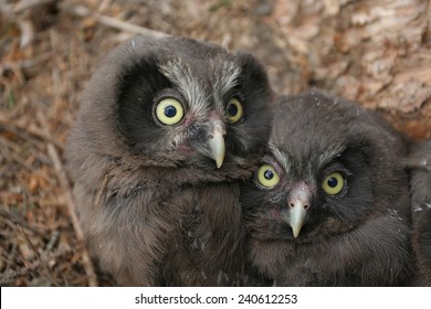 Two Cubs Of Boreal Owl