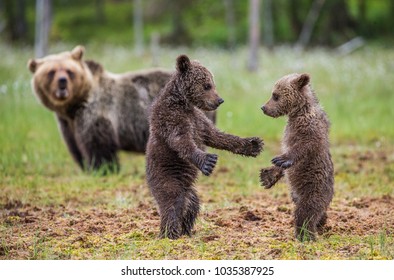 Two Cubs Play Each Other Next Stock Photo Edit Now